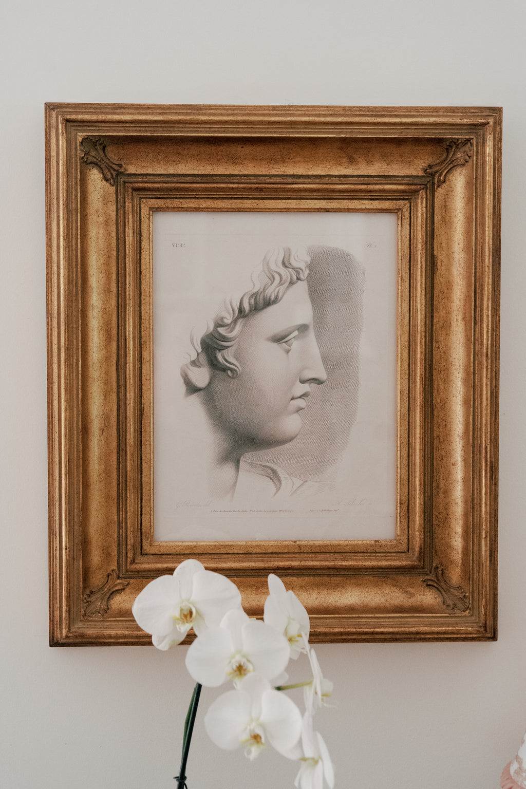 Antique Engraving of the Apollo Belvedere