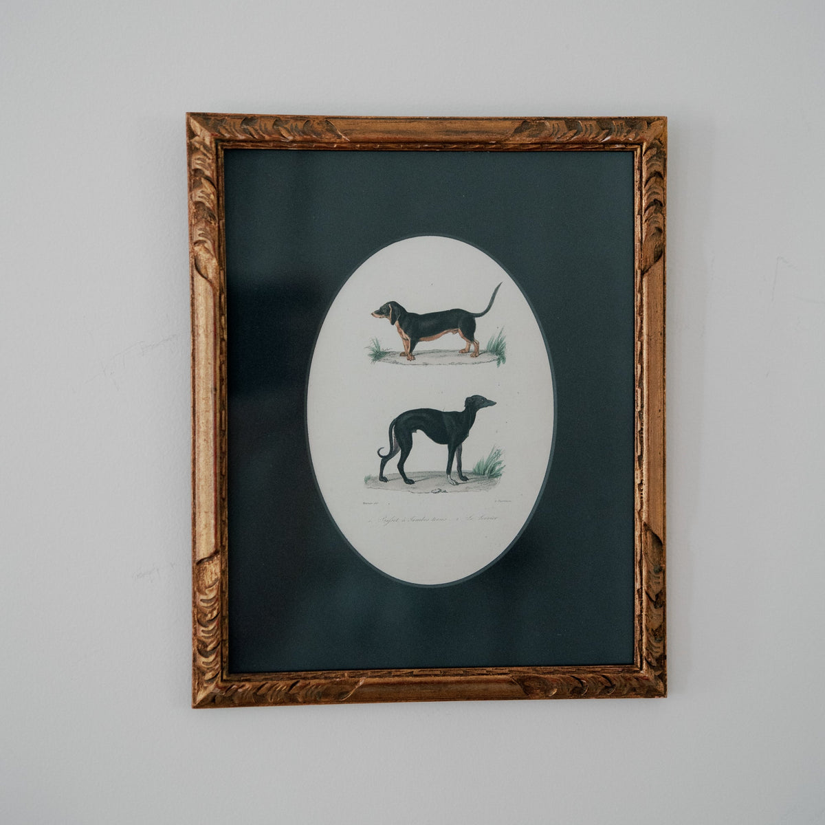19th-Century French Natural History Dog Engraving