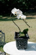 Antique French Painted Cast Iron Lattice Jardinière